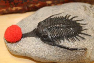 A trilobite fossil with a red pompom sitting on top of its nose, to resemble Rudolph the red-nosed reindeer.